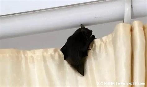 蝙蝠进家是什么意思